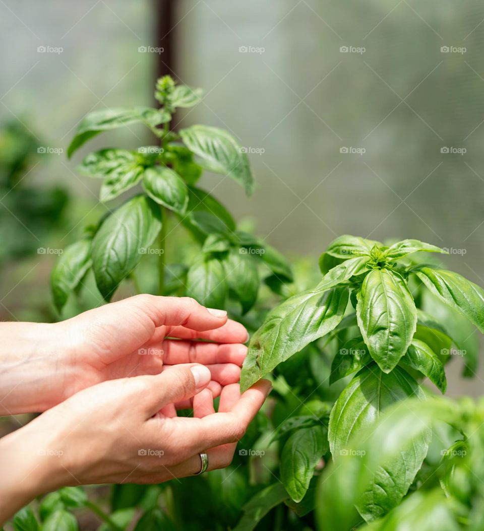 woman planting plant