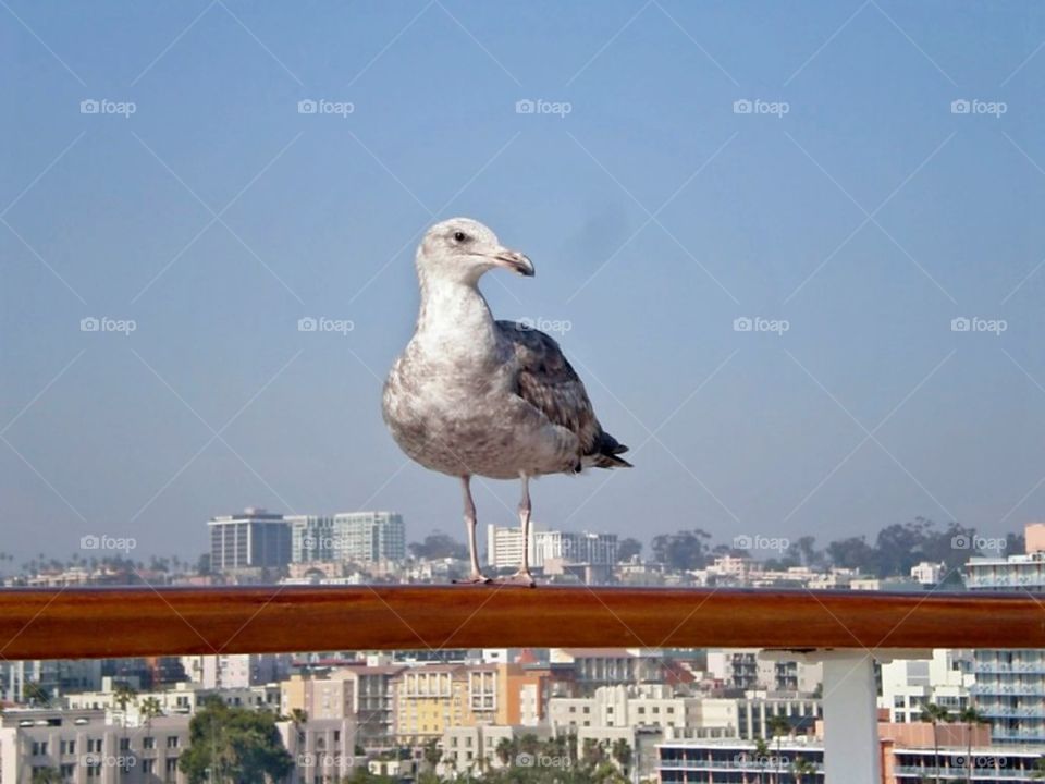 Seagull
