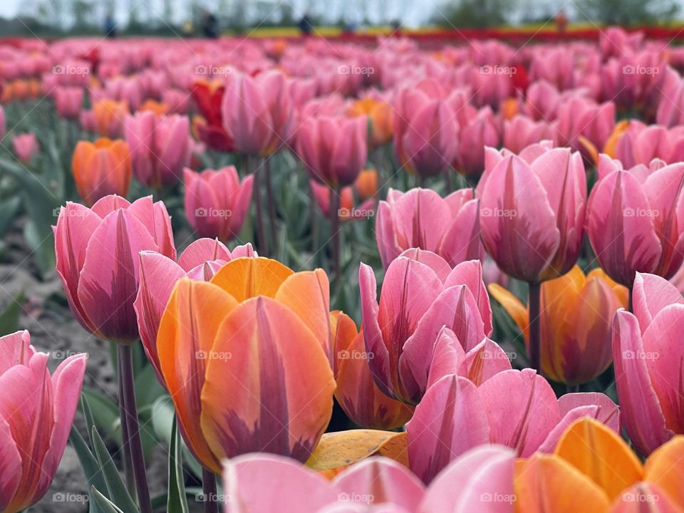 Pink tulips