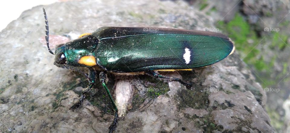 Gem beetles are often brightly colored and always have a hint of color usually on the underside.