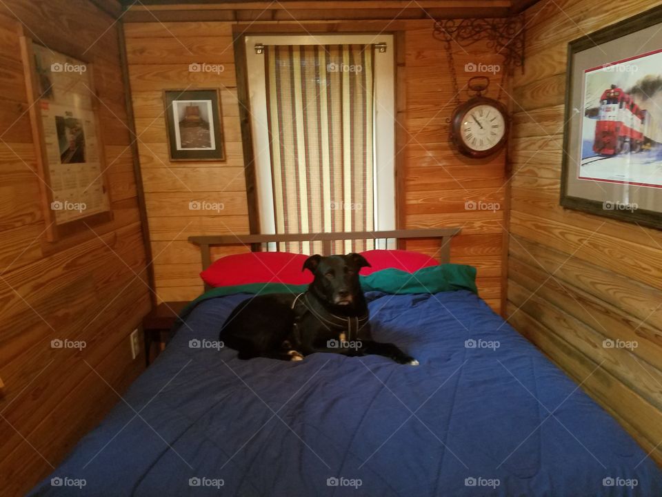 dog lounging on a cabin bed