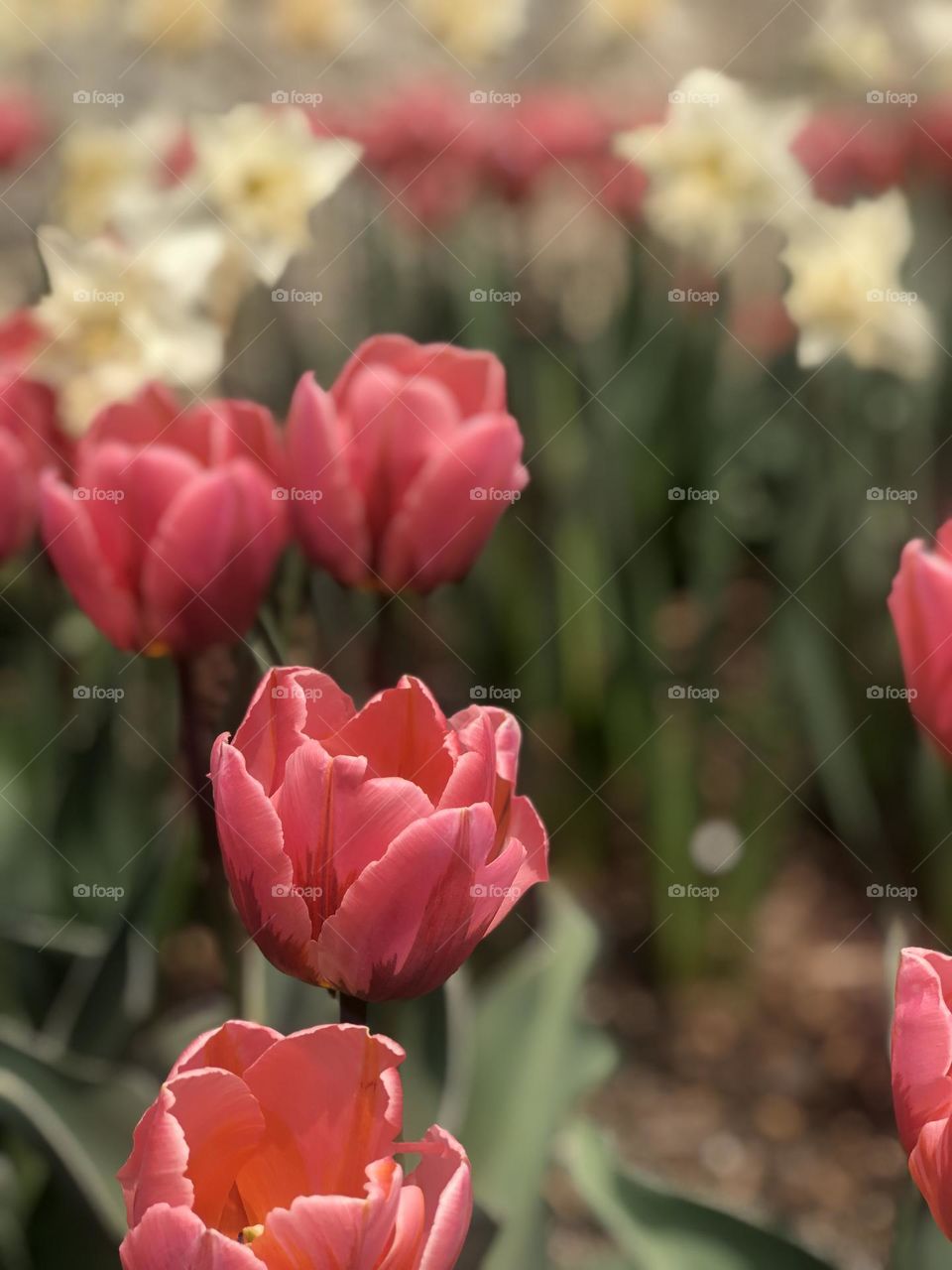 Pink tulips 