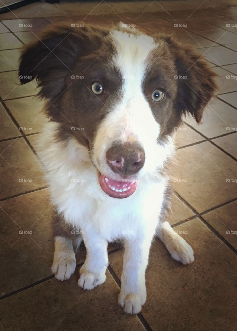 Red and white male, border collie puppy