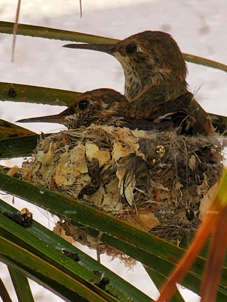 Hummingbirds rest in their tiny nest on the leaves of a palm tree