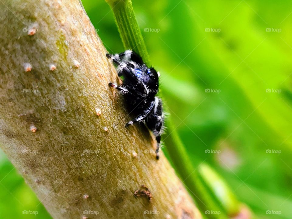 Jumping spider