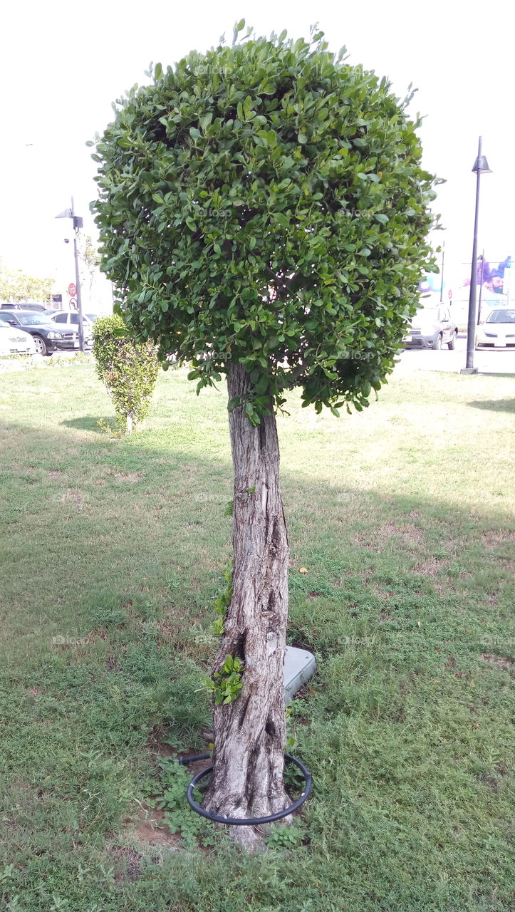 Garden evergreen tree