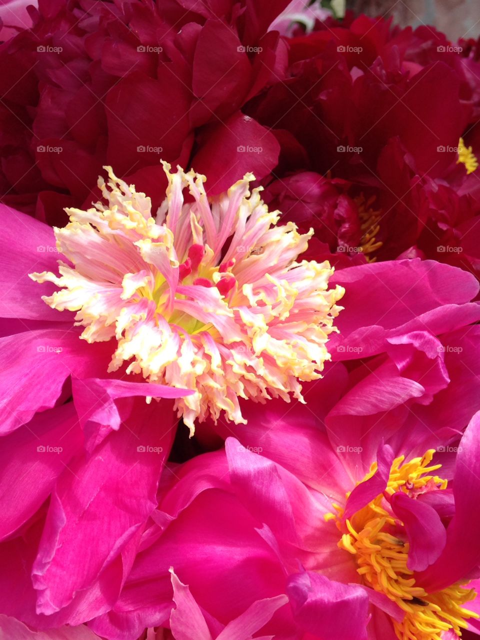 Peonies. Flowers