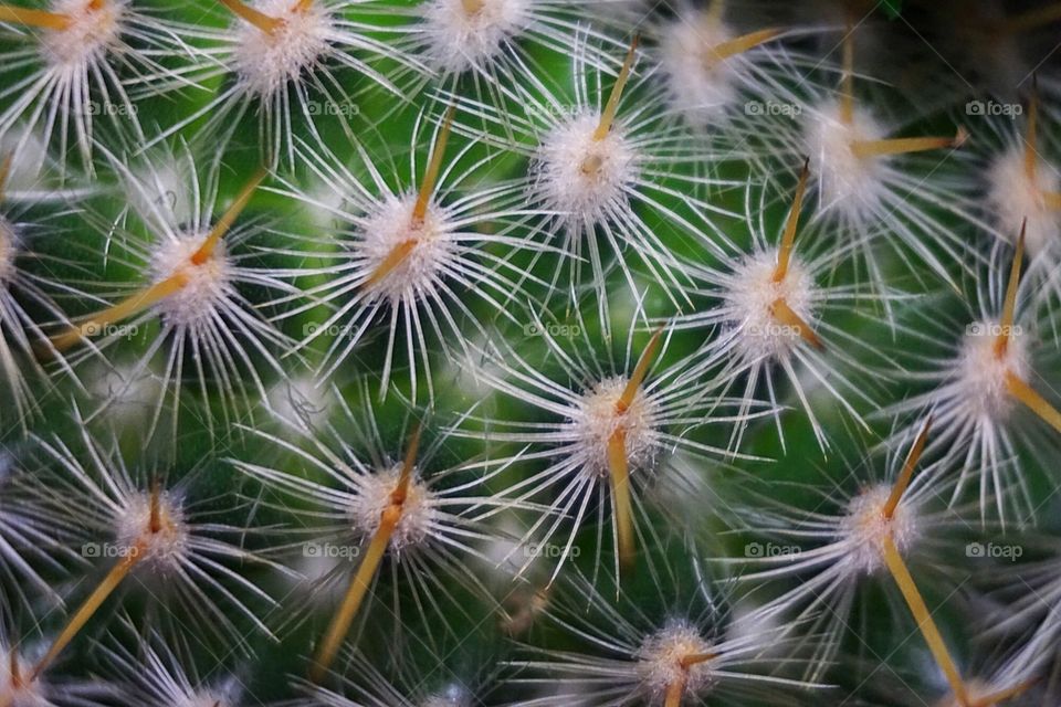 Cactus
