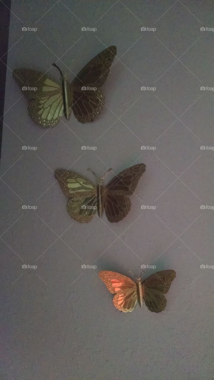 Butterfly, Insect, No Person, Invertebrate, Moth