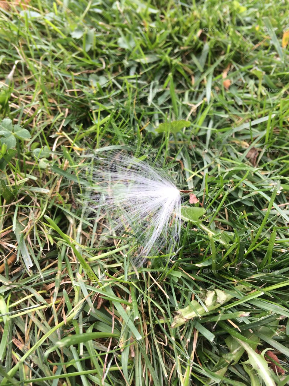 Dandelion seed resting