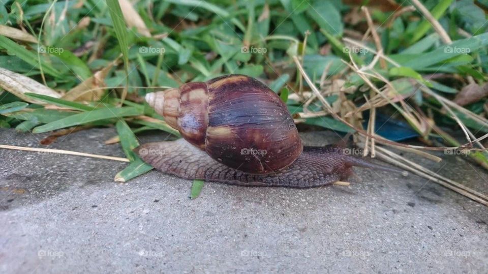 Nature,slow, shell,alone