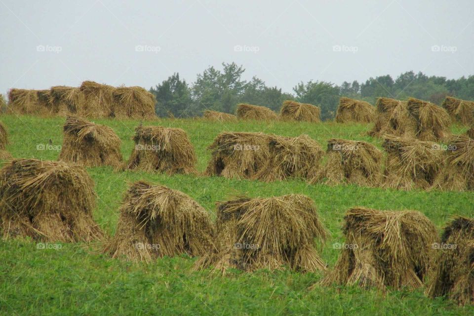 Haystacks on grassy gield