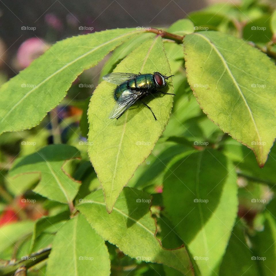 Fly on leaf