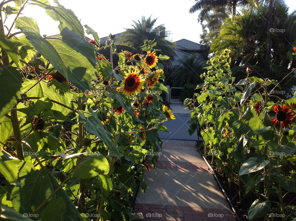 flowers sunflower florida appeal by wordfanne