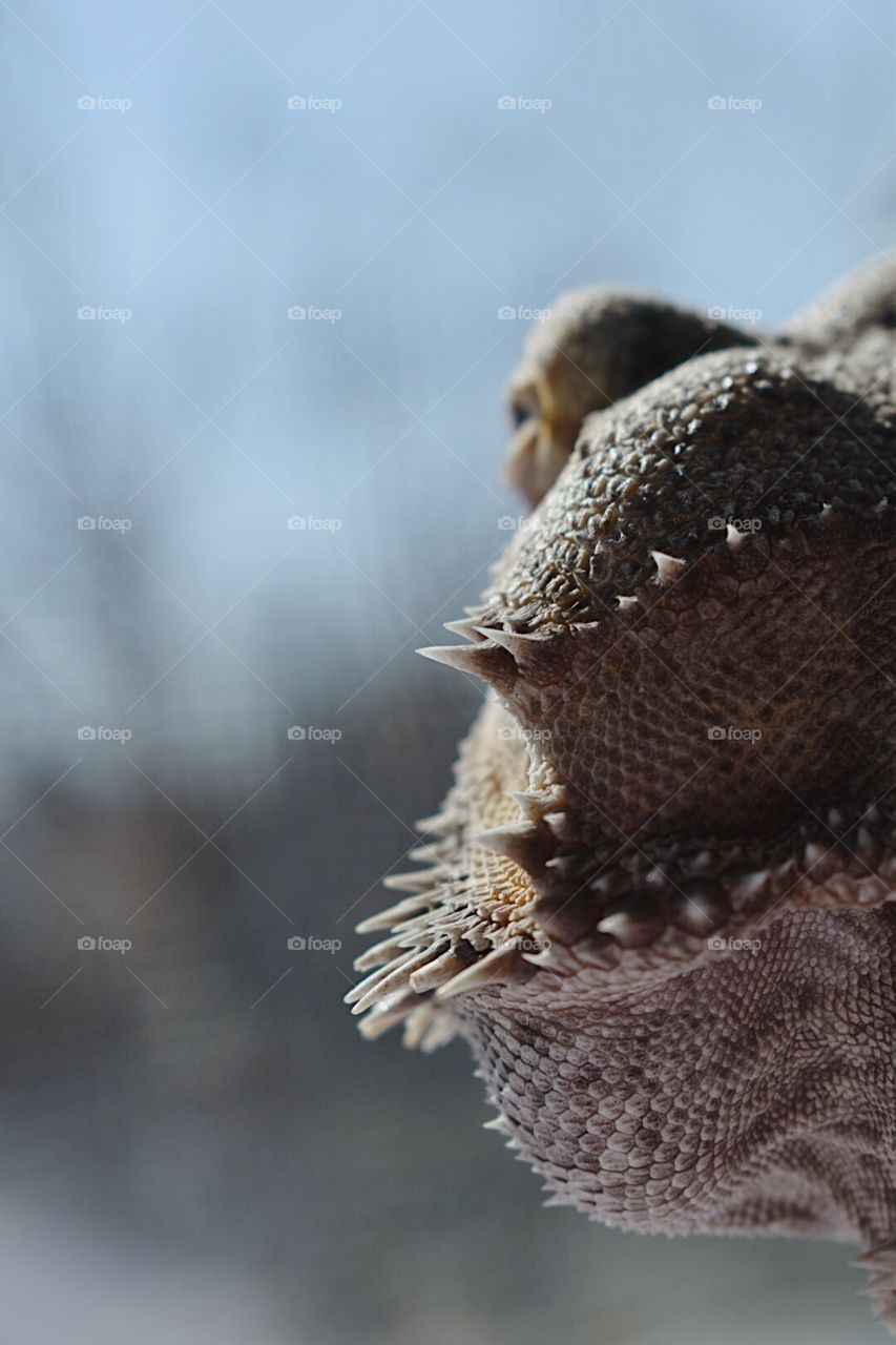 Bearded dragon