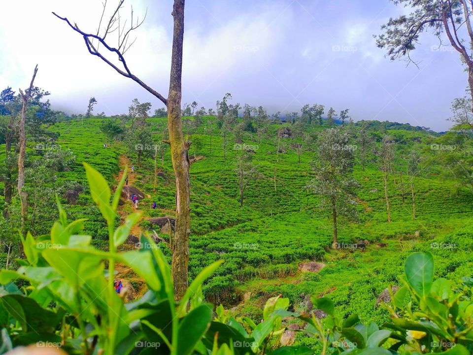 The beauty of Sri Lanka