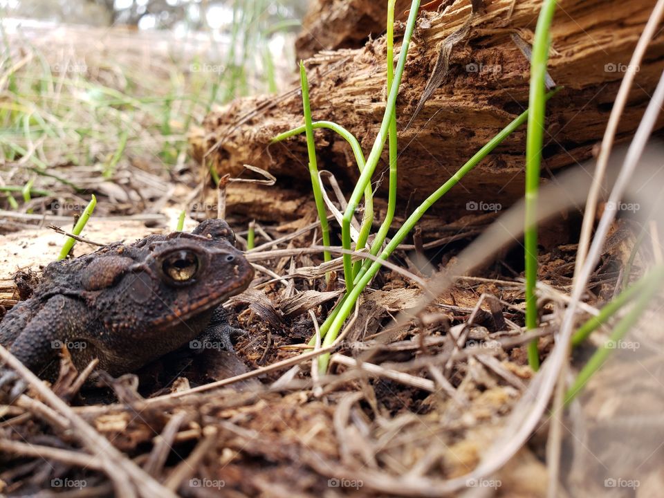 bright eyed toad in the grass