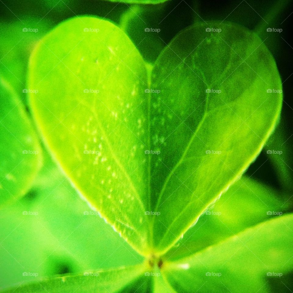 Heart Leaf