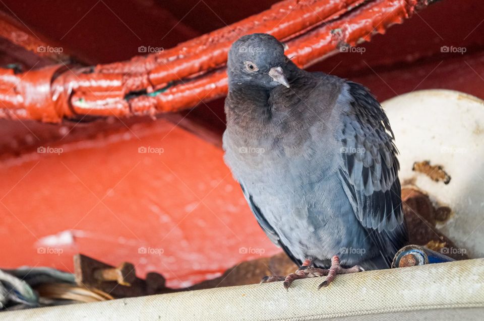 Pigeon on the wing of a sailboat