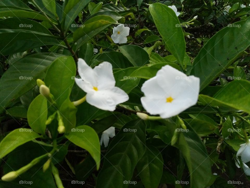 Flowers blooming in the garden near my own house