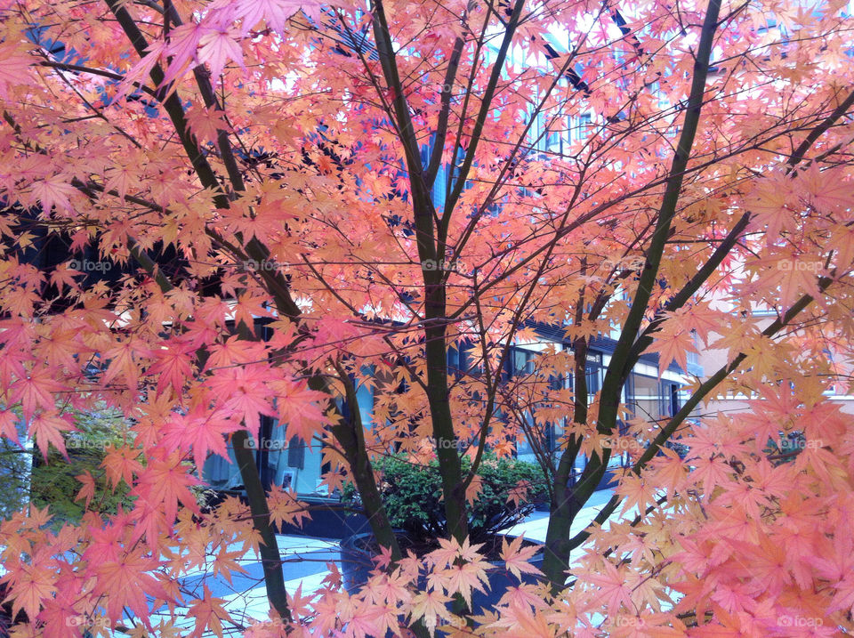 red tree leaves autum by Nikita80