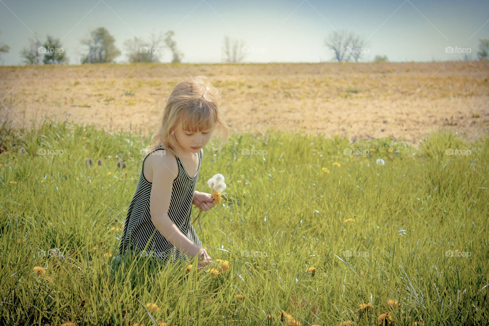 picking dandelions