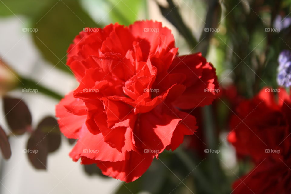 Red carnation 