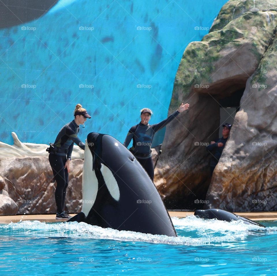 Killer whale being trained