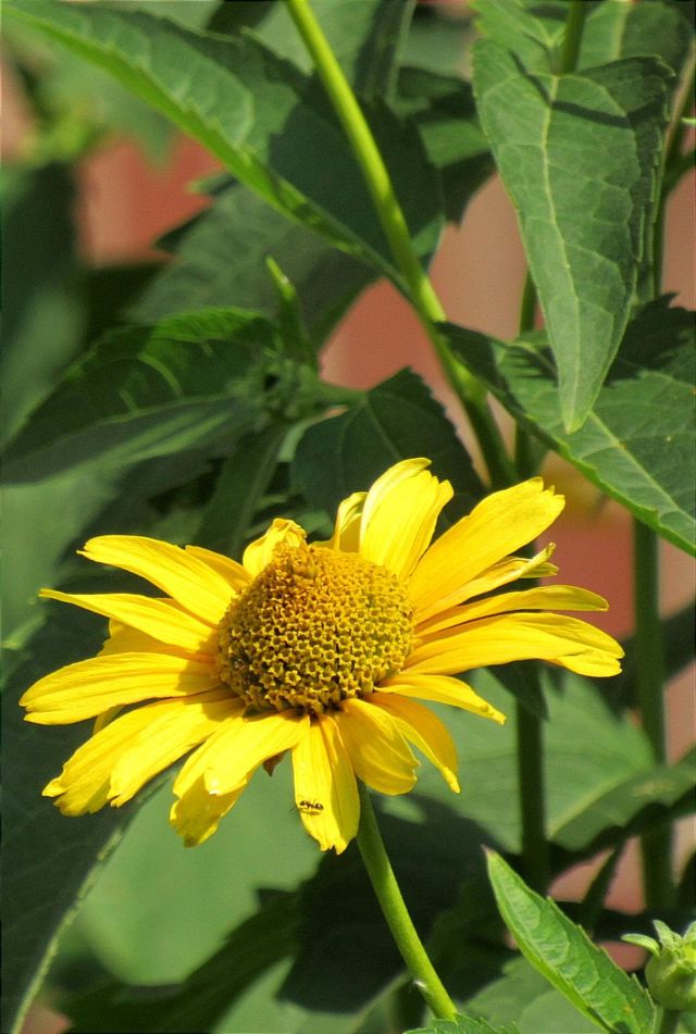 Ant on a sunflower
