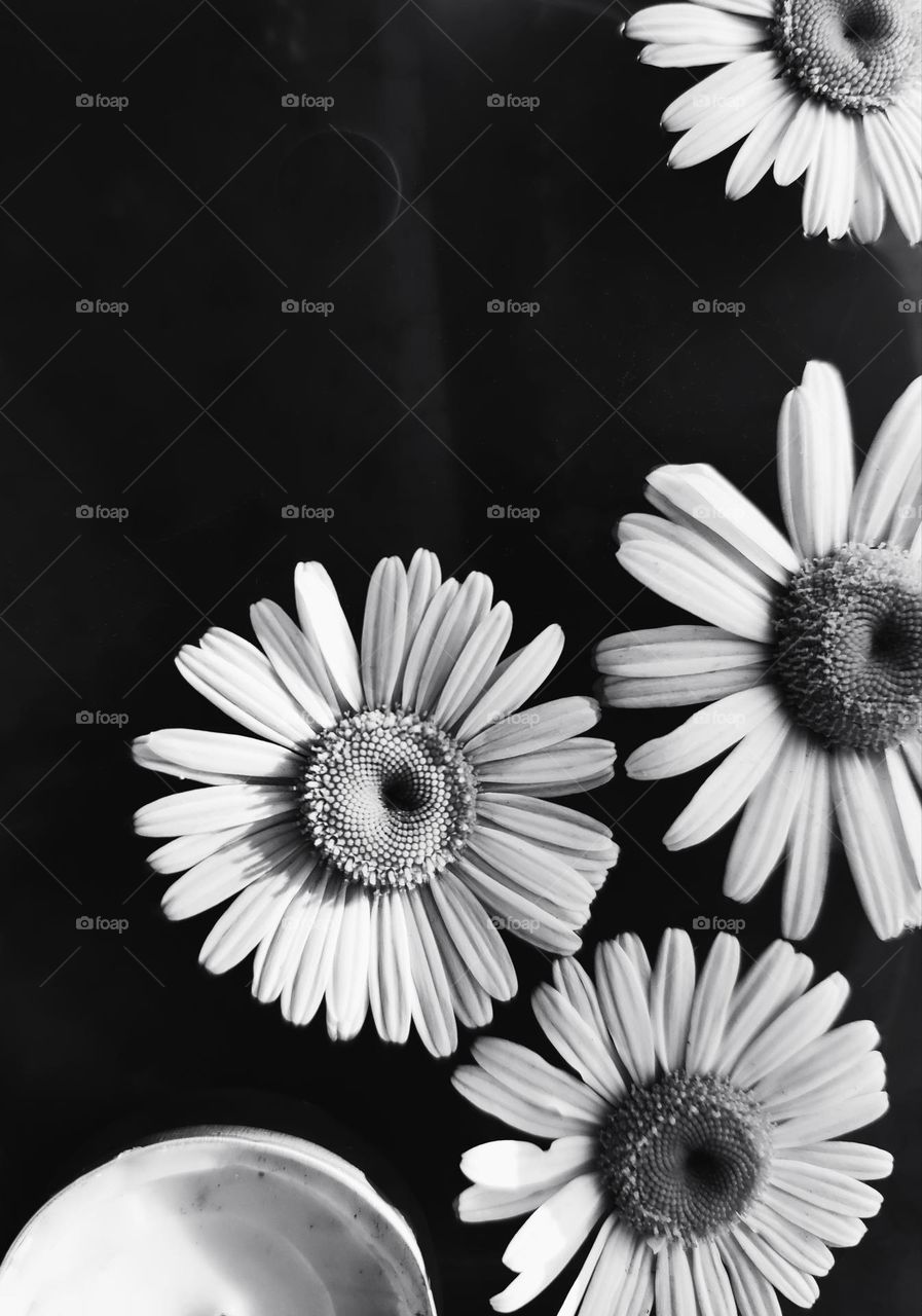 Daisy flower, portrait