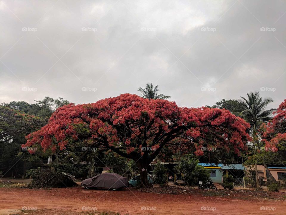gulmohar tree in full blossom