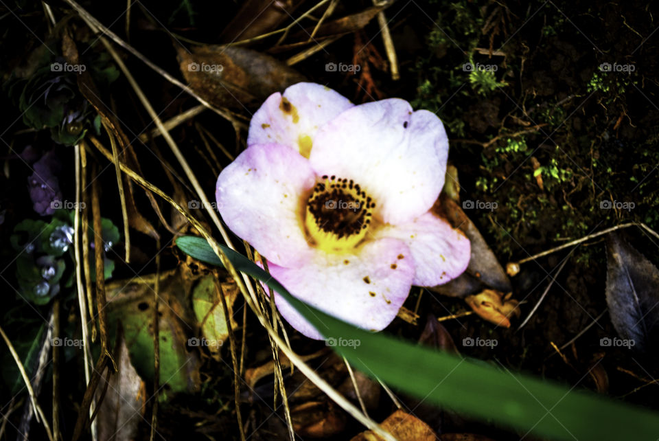 A fallen flower