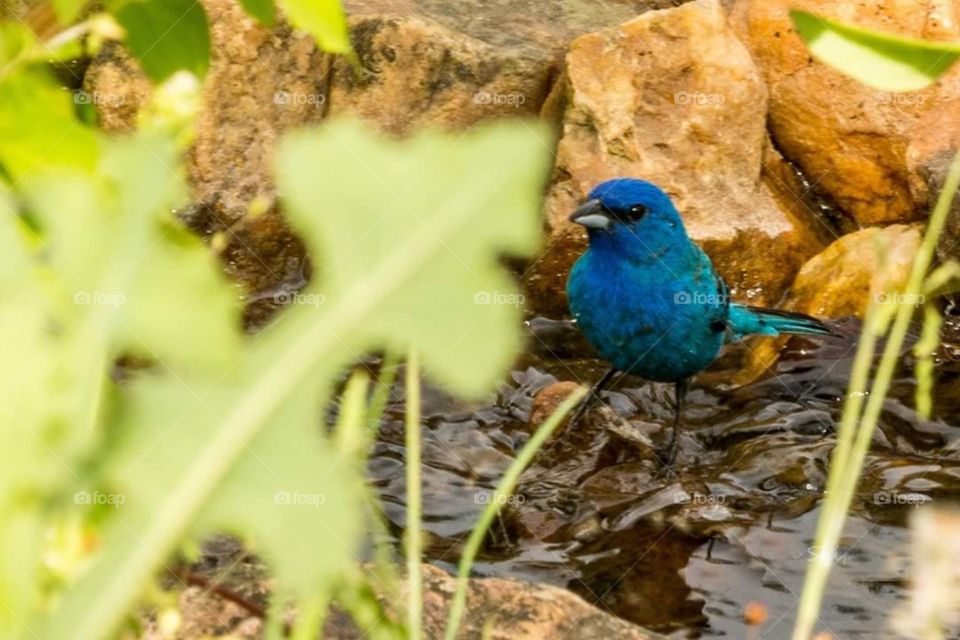 Indigo Bunting in Creek 