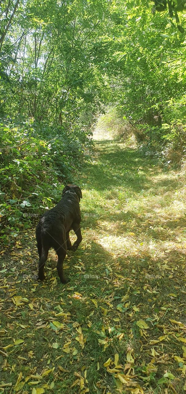 Exploring the forest