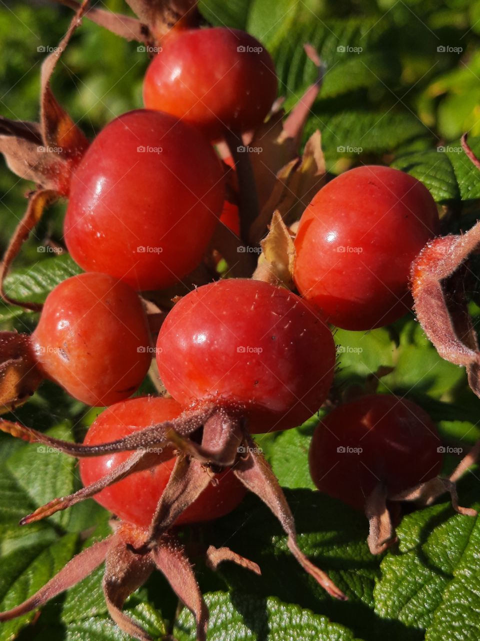 sunlit fruits of Rugosa rose