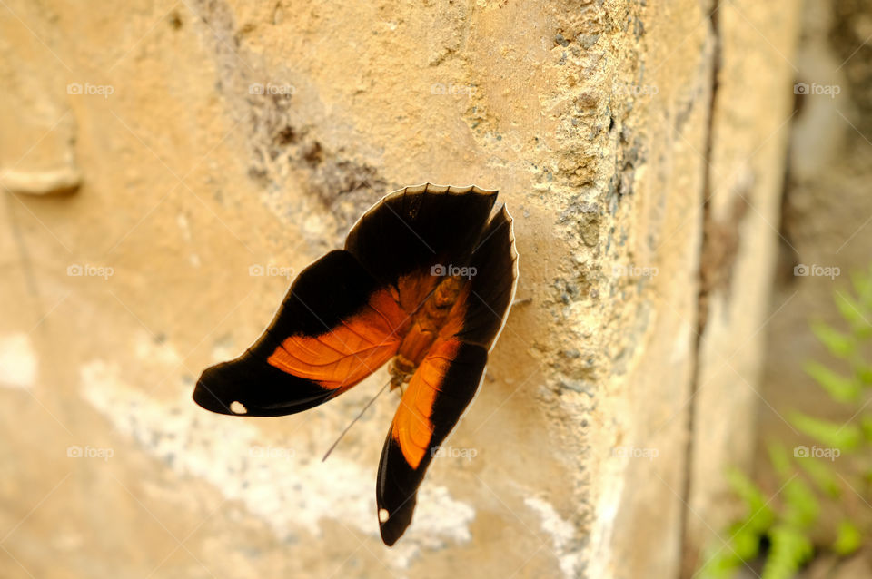 Orange and black butterfly on the wall