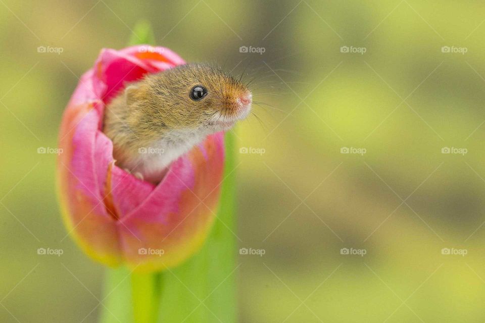 Nature, No Person, Outdoors, Flower, Summer