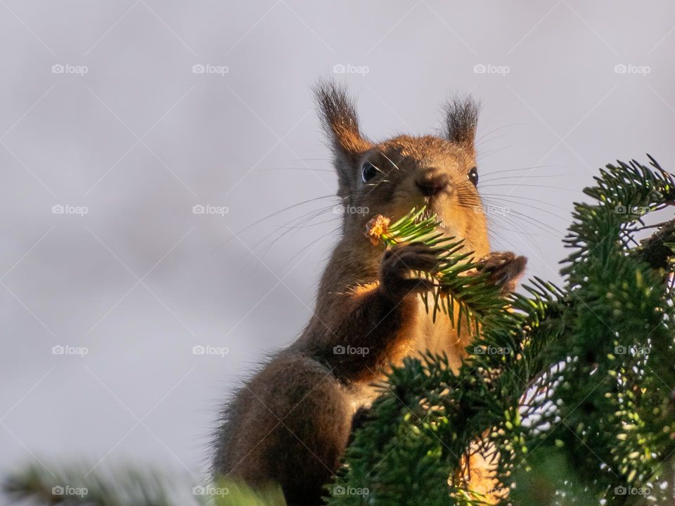 пушистая белочка сидит на ели в лесу