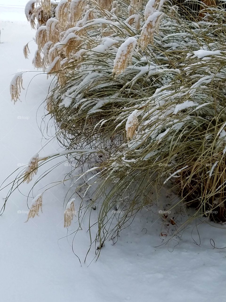 Decorative grasses after a snowstorm, Maiden Grass.