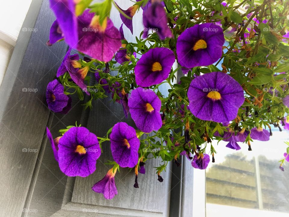 Flowers on the window