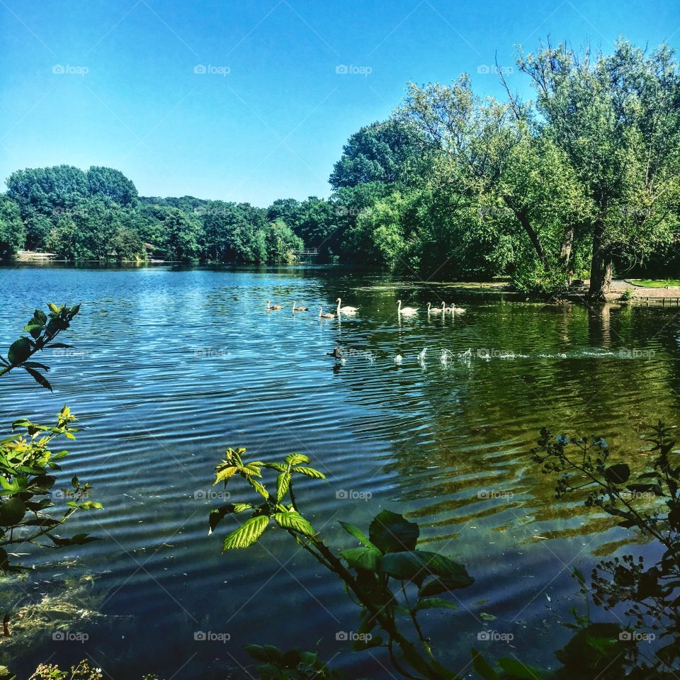 Water, Reflection, Lake, River, Tree