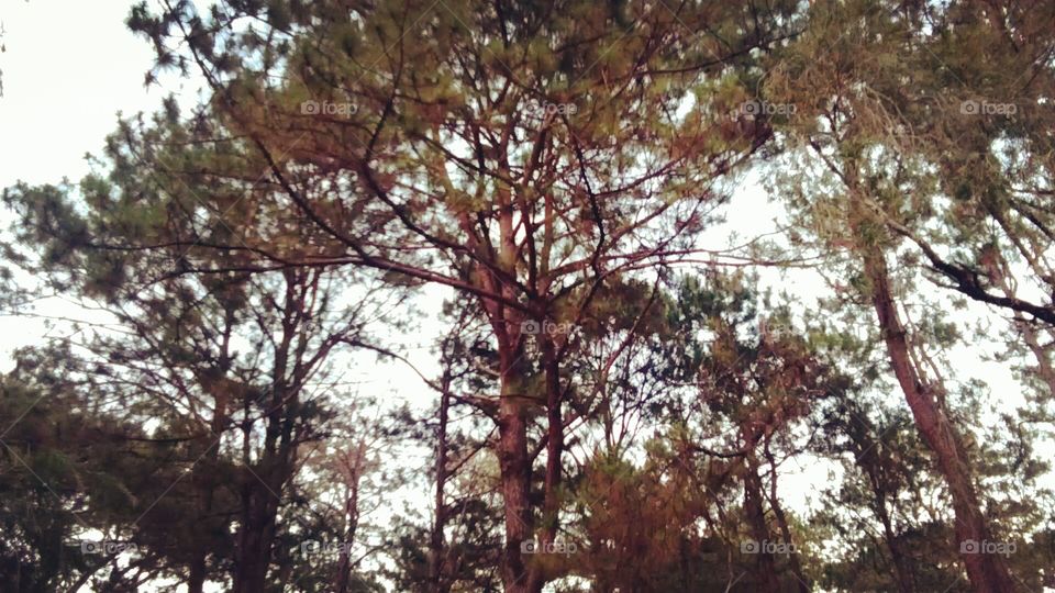 Large Pine Trees