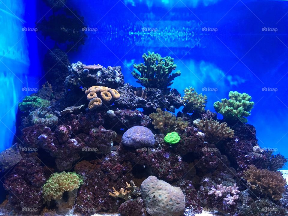 Coral y plantas acuáticas en Aquarium of the Pacífic En Long Beach California 