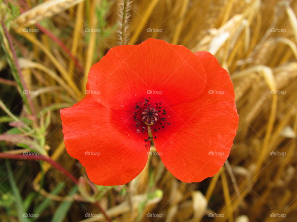 poppies