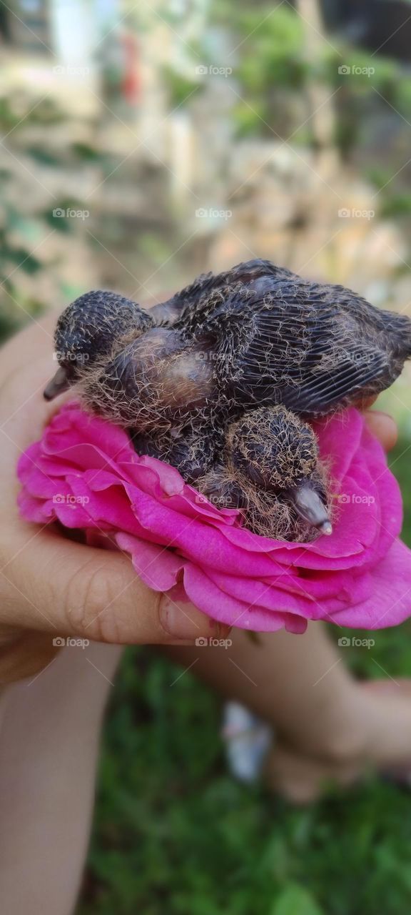 little bird in the colorful nest cute
