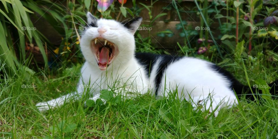 cat sat in grass yawning in sunshine