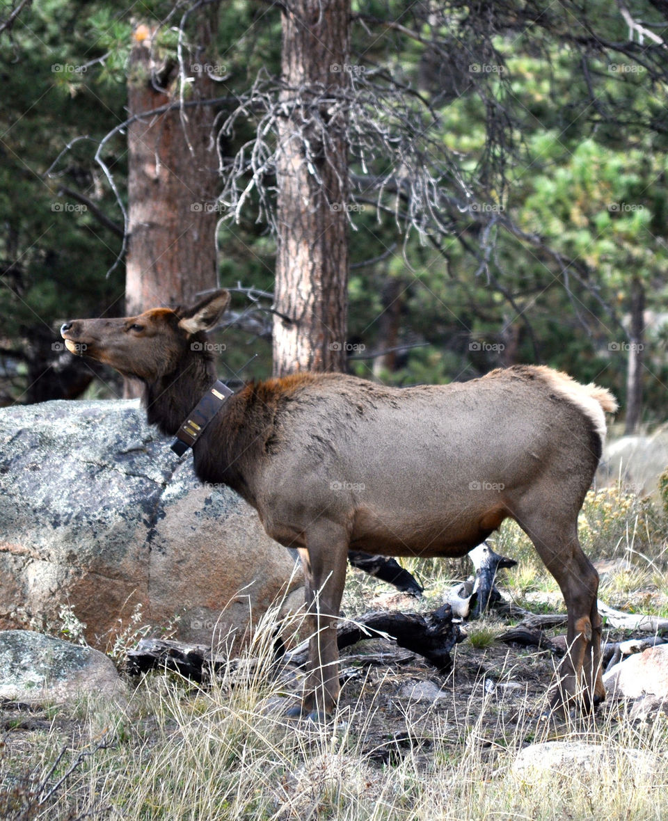 Elk