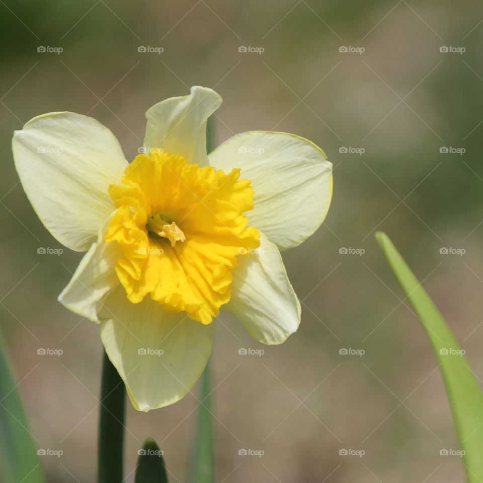 Daffodils springing