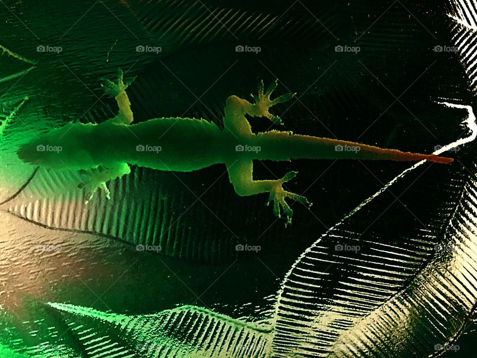 Lizard on glass