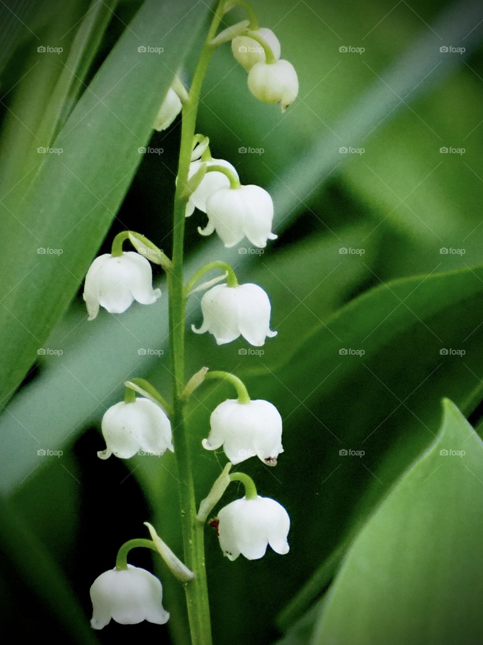 lily of the valley